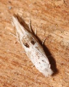 Réf. 346 169 : Bucculatrix albedinella